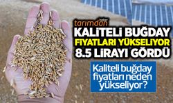 Çiftçi yeterli gübre kullanamadığı için kaliteli buğday üretimi düştü fiyatlar yükseliyor!