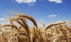 Buğday fiyatlarında ters hareket! Ekmeklik buğdayın fiyatı düştü makarnalık buğdayın fiyatı arttı!