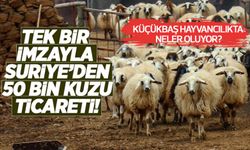 Küçükbaş hayvancılıkta neler oluyor? Tek bir imzayla Suriye'den 50 bin kuzu ticareti!