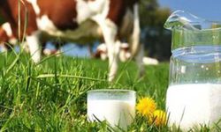 Süt üreticisinin dikkatine! 2023'ün ilk çiğ süt desteği icmalleri askıya çıkmaya başladı!