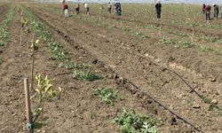 Tarım Bakanlığı açıkladı: İlk 3 ayda çiftçiye kaç milyar destek ödemesi yapıldı?