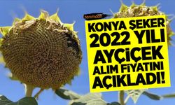 Konya Şeker 2022 yılı yağlık ayçiçek alım fiyatını açıkladı!