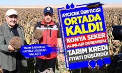 Ayçiçek üreticisi ortada kaldı! Konya Şeker alımları durdurdu Tarım Kredi fiyatları düşürdü!