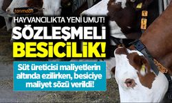 Hayvancılıkta yeni umut: Sözleşmeli besicilik! Peki sözleşmeli besicilik nasıl uygulanacak hangi destekler verilecek?