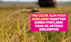 TMO çeltik alım fiyatını açıkladı! Hasattan sonra çeltik fiyatlarının daha da yükselmesi bekleniyor!