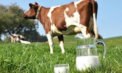 Mart ayı çiğ süt üretim maliyeti belli oldu! TÜSEDAD en düşük 20 lira olmalı!