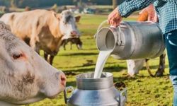 Süt, yoğurt, ayran, peynir, tereyağı üretimi düşüyor! Hayvancılıkta neler oluyor?