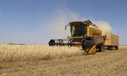 Avrupa Birliğinde buğday ihracatı yüzde 26 düştü!