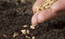 Tarım İl Müdürlüğünden sertifikalı tohum kullanım desteği ile ilgili açıklama...