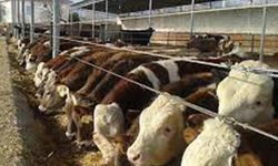 Tarım İl Müdürlüğünden besilik sığır destek başvurusu ile ilgili önemli açıklama: 31 Ocak'ta sona eriyor!