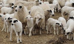 Anaç koyun keçi destek icmalleri askıya çıktı! 21 Şubat son gün!