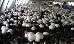 Mantar üretimi için ne gerekli? Sivas’taki kurs üretime başlamak isteyenlere kapı açıyor