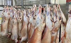 Balıkesir'de üreticilerin desteği ile 600 adet Balıkesir kuzusu kesilerek deprem bölgesine gönderildi
