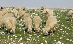 Anaç koyun keçi desteği ile ilgili önemli duyuru! 8 Şubat son gün!