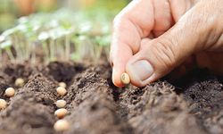 Ekimler başladı 40 milyona yakın tohum toprağa ulaştı