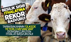 Besilik sığır ithalatına rekor başvuru! Türkiye 1 milyon 300 bin baş besilik sığır mı ithal edecek?
