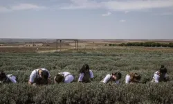 Lise öğrencilerine tarım öğretiliyor