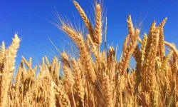Buğday, arpa, mısır borsalarında volatilite düşüşü gösteriyor! İşte 24 Nisan 2023 hububat fiyatları