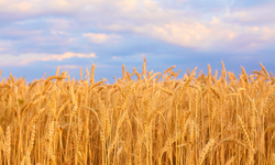 Buğday, arpa, mısır borsalarında sert inişli çıkışlı tablo! İşte 17 Nisan 2023 hububat fiyatları