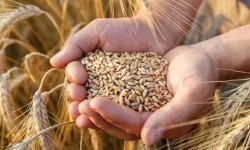 Buğday, arpa, mısır borsalarında trend devam ediyor! İşte  3 Nisan  2023 hububat fiyatları