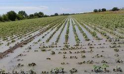 Yağışlar afetzede çiftçilerde beklentiyi artırdı