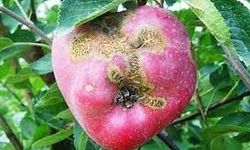Elma ve armut üreticilerine Karaleke hastalığı ikazı sürüyor