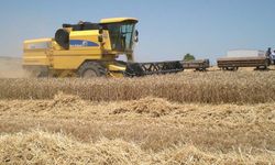 TMO buğday arpa alım fiyatı açıklandı hububat piyasası dalgalandı!