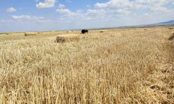 Eskişehir'de buğdayda kuru ve sulu alanlarda ortalama verim 289 kg'dan 462 kg'a çıktı! 