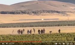 Konya’da Suriyeli tarım işçileri arasında kavga: 5 yaralı