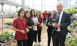 Sarıcakaya'da çilekler topraksız tarım ve su kültürü tekniği ile yetişecek!
