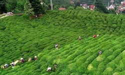 Çay üreticisine 303.7 milyon lira ödeme yapılacak!