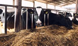 Süt hayvancılığında rasyonda üre kullanılır mı? Üre rasyonda ne kadar kullanılmalı?