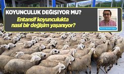 Koyunculuk değişiyor mu?