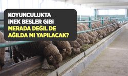 Entansif koyunculuk ile ekstansif koyunculuk ne demek? Türkiye’de koyunculukta nasıl bir değişim yaşanıyor?