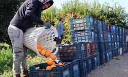 Adana'da budama işçilerinin günlük ücretleri belli oldu!