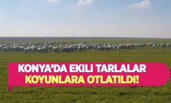 Konya'da erken ekim yapılan tarlalara koyunlar katılarak otlatıldı!