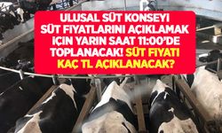 Ulusal Süt Konseyi yarın toplanıyor! Süt fiyatı kaç TL olacak? Süt üreticisi kaç lira fiyat bekliyor?
