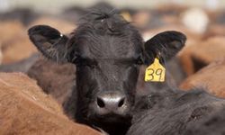 Et ve Süt Kurumu, Macaristan'dan ithal ettiği kasaplık hayvanları 31 firmaya 145 liradan sattı!