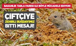 Tarım İlçe Müdürlüğünden çiftçiye tarla faresi ile mücadele mesajı: Zehirli buğdayımız bitti!