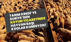 Tarım Kredi’ye Suriye’den koyun ticaretinde hayvan başı 8 dolar komisyon!