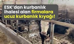 ESK'dan kurbanlık ihalesi alan firmalara ucuz kurbanlık kıyağı!