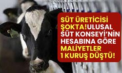 Süt üreticisi şokta! Ulusal Süt Konseyi'nin hesabına göre sütte maliyet 1 kuruş düştü!