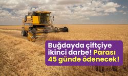 Buğdayda çiftçiye ikinci darbe! Çiftçiye parası 45 günde ödenecek!