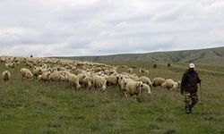 Bu defa da hayvancılar isyan etti! 50 bin liraya çalışacak çoban bulamıyorlar