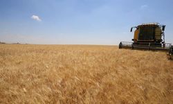 Konya’da çiftçinin yüzü güldü! Dekarda 1 ton buğday elde edildi