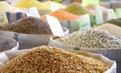 Çiftçi endişeli: Arpa, buğday, mısır fiyatları güncellendi! 27 Temmuz 2024 hububat fiyatları