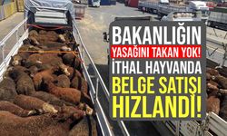 Tarım Bakanı söz vermişti ama yine uyulmadı! İthal hayvanda belge satışı hızlandı!