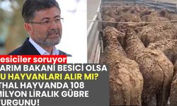 Tarım Bakanı besici olsa, bu hayvanları alır mı? İthal hayvanda 108 milyon liralık gübre vurgunu!