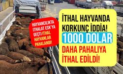 İthal hayvanda korkunç iddia! 1000 dolar daha pahalıya ithal edildi!