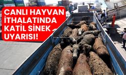 Canlı hayvan ithalatında konuşmadıklarımız!